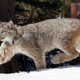 Illustration for article titled Report: One Third of America’s Wildlife Is Now Under Threatem/em